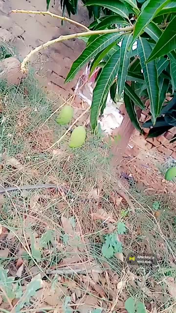 Preview for a Spotlight video that uses the Green Apple Lens