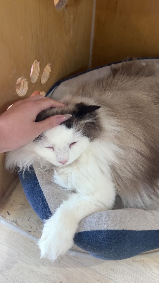 hellocathyz