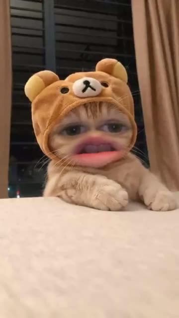 Preview for a Spotlight video that uses the Angry Cat Lens