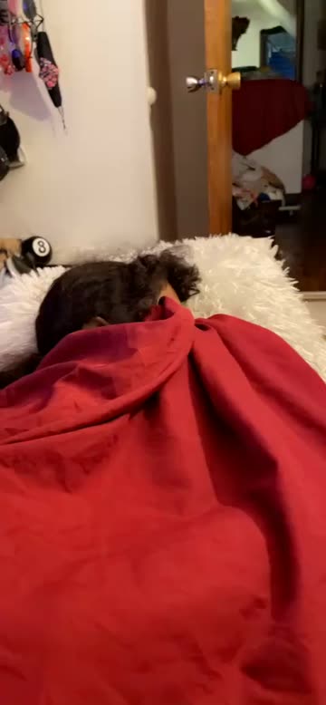 Preview for a Spotlight video that uses the Cute Me Lens