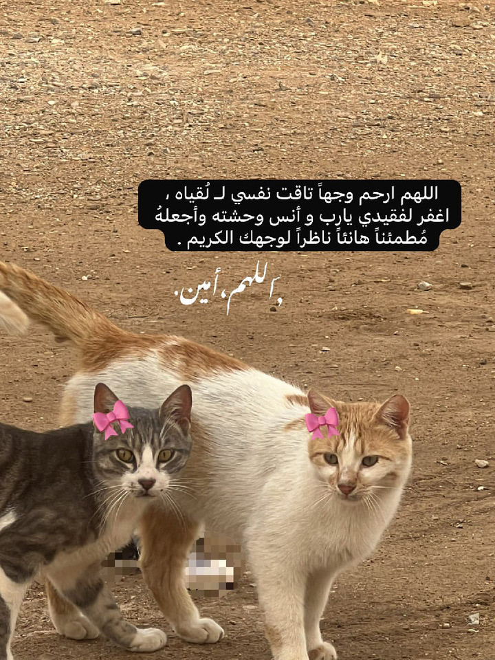 محتوى سناب شات لـ ً