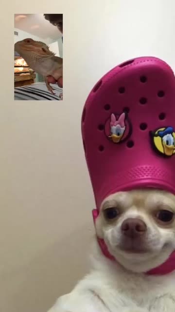 Croc Dog facetime Lens by M - Snapchat Lenses and Filters