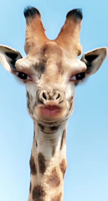 Preview for a Spotlight video that uses the Giraffe Face Lens