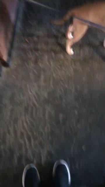 Preview for a Spotlight video that uses the Doggy Call Lens