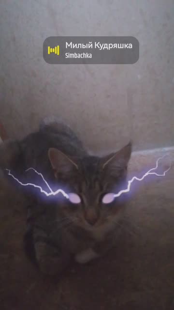 Preview for a Spotlight video that uses the Lightning cats Lens