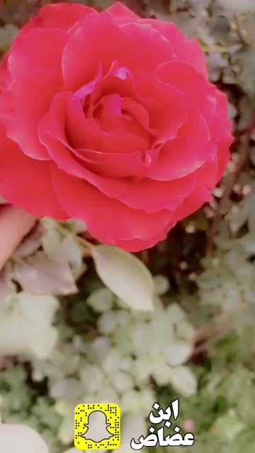 Preview for a Spotlight video that uses the ebn 3adhadh Lens