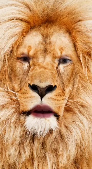 Preview for a Spotlight video that uses the Lion Lens
