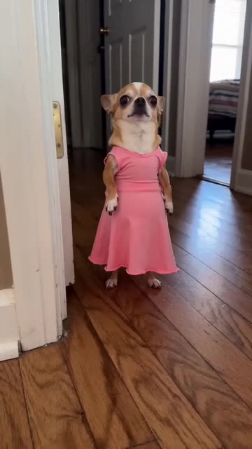 dog in pink dress meme on Scooter with Adorable Small Dog in a
