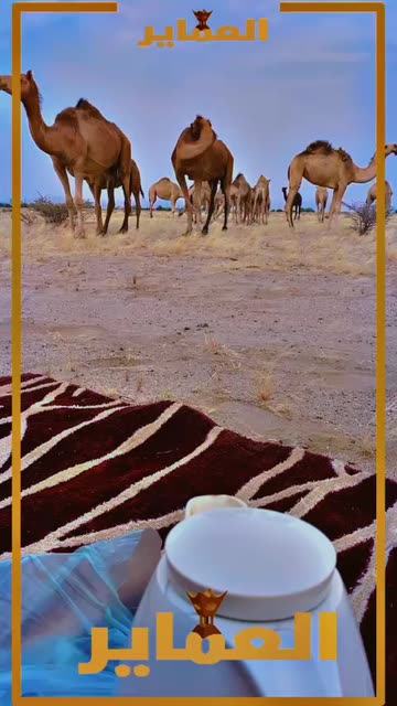 Preview for a Spotlight video that uses the camels1 Lens