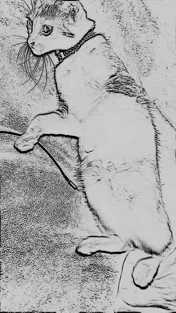 Preview for a Spotlight video that uses the Pencil scetch Lens