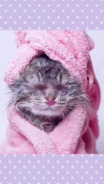 Preview for a Spotlight video that uses the Wet Cat Lens