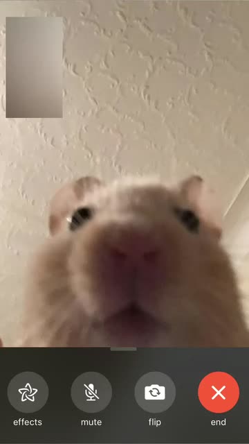 Preview for a Spotlight video that uses the Mouse Facetime Lens