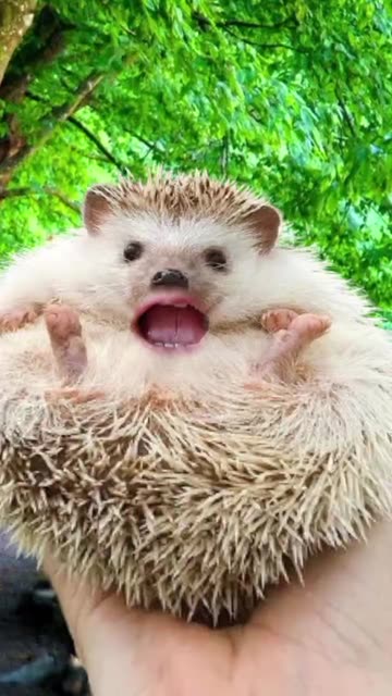 Preview for a Spotlight video that uses the hedgehog Lens
