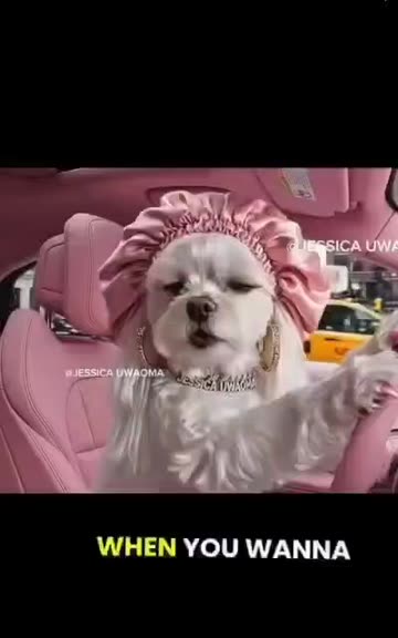 dog in pink dress meme With A Dog in A Pink Dress