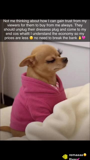 Dog With Fake Eyelashes Videos