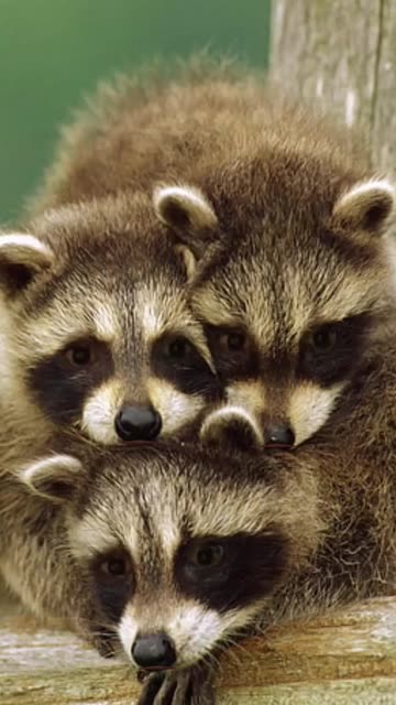Preview for a Spotlight video that uses the raccoons Lens