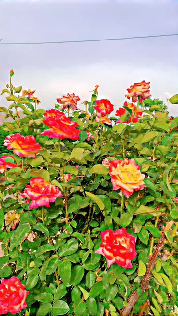 Preview for a Spotlight video that uses the HDR FAZ3 Lens