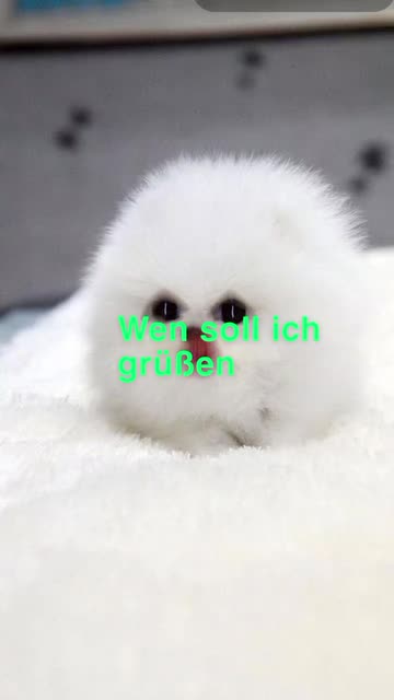 Preview for a Spotlight video that uses the White Puppy Lens