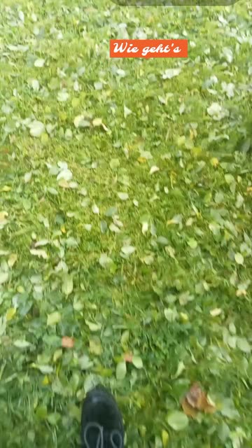majaswelt