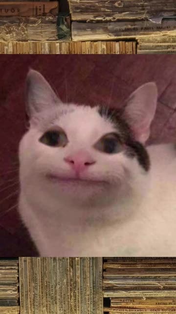 Preview for a Spotlight video that uses the CONFUSED CAT FACE Lens
