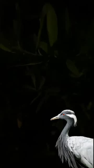 Preview for a Spotlight video that uses the sandhill crane Lens