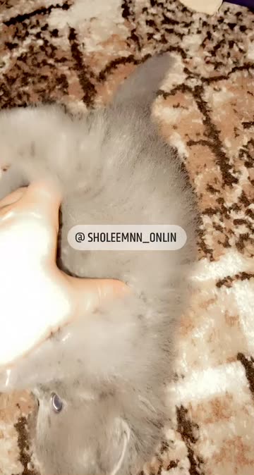 Preview for a Spotlight video that uses the FRLen Lens