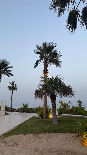 Palm Trees by the Sea at Dusk | Tropical Beach Scene | Video by