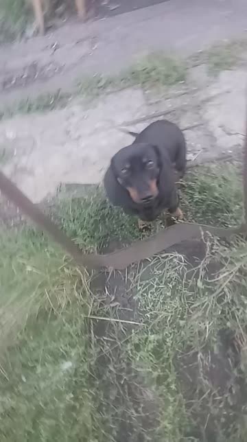 Preview for a Spotlight video that uses the Cockroach Sky Lens