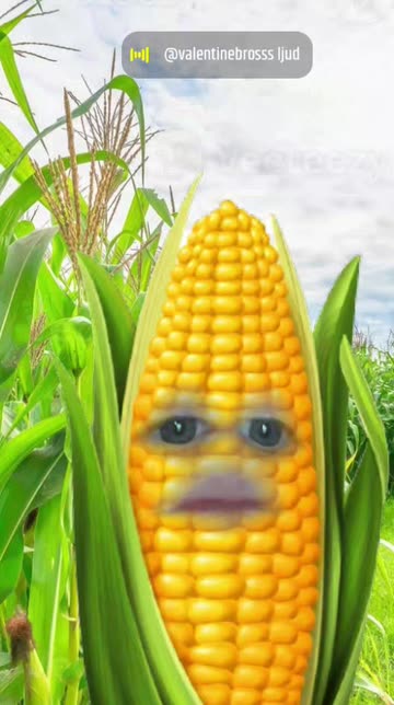 Preview for a Spotlight video that uses the Corn Face Lens