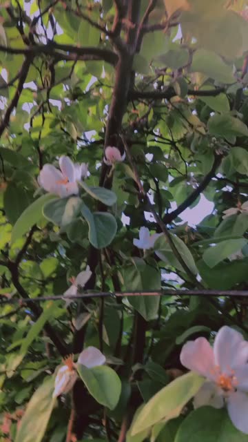 Preview for a Spotlight video that uses the rezan Lens