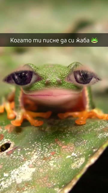 Preview for a Spotlight video that uses the Funny Frog Lens