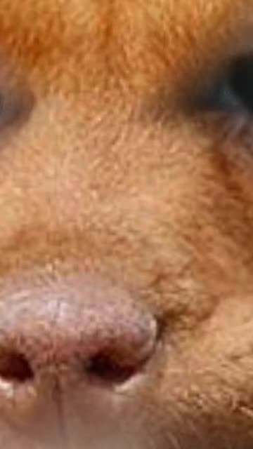 Preview for a Spotlight video that uses the Dachshund Dog Face Lens