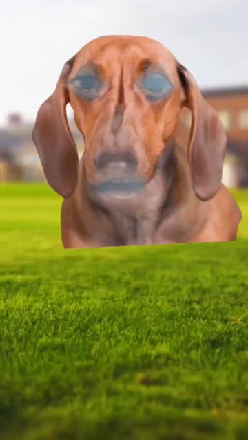 Preview for a Spotlight video that uses the Dachshund Face Lens