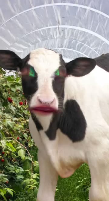 Preview for a Spotlight video that uses the Farm Cow Face Lens