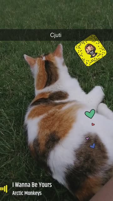 Preview for a Spotlight video that uses the Magical Elf Lens