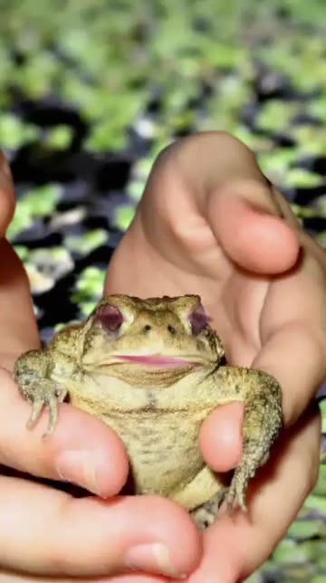 Preview for a Spotlight video that uses the frog and chill Lens