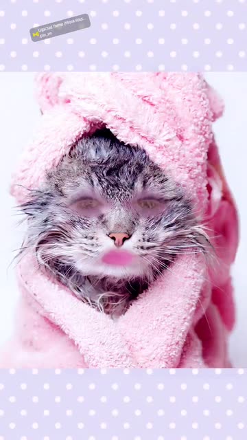 Preview for a Spotlight video that uses the Wet Cat Lens