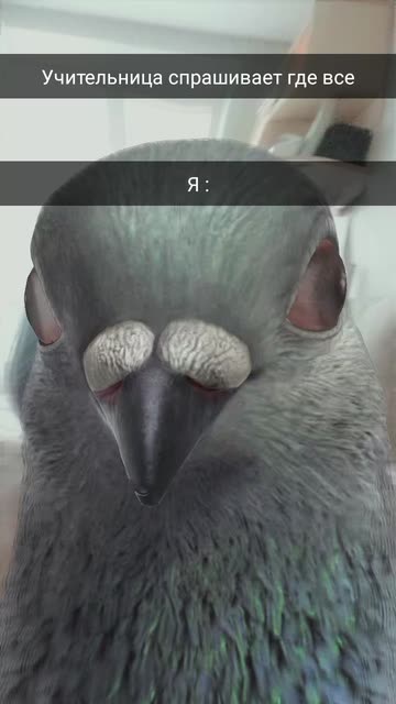 Preview for a Spotlight video that uses the Pigeon Lens