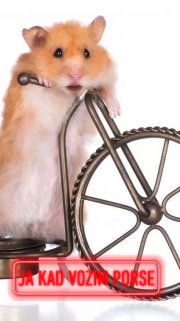 Preview for a Spotlight video that uses the Cycling Hamster Lens