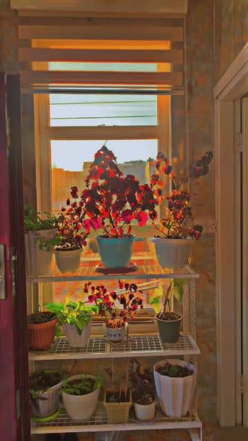 Preview for a Spotlight video that uses the Chili HDR Lens