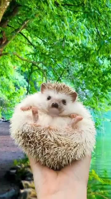 Preview for a Spotlight video that uses the hedgehog Lens