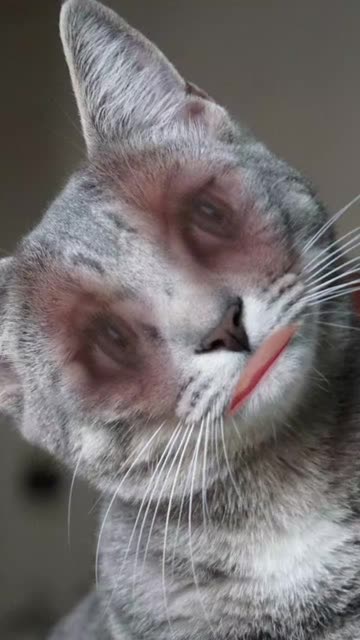 Preview for a Spotlight video that uses the Ciluk Ba Meow Lens