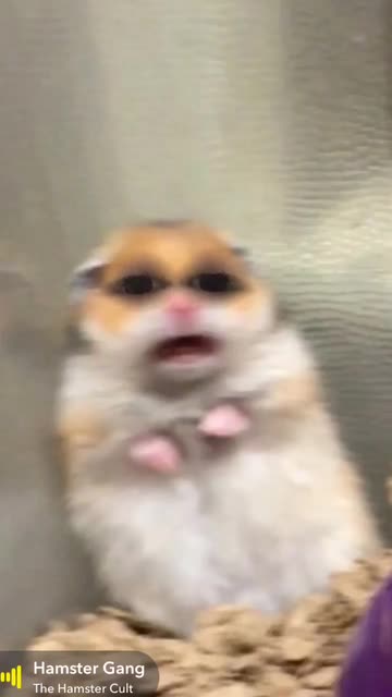 Preview for a Spotlight video that uses the scared hamster Lens