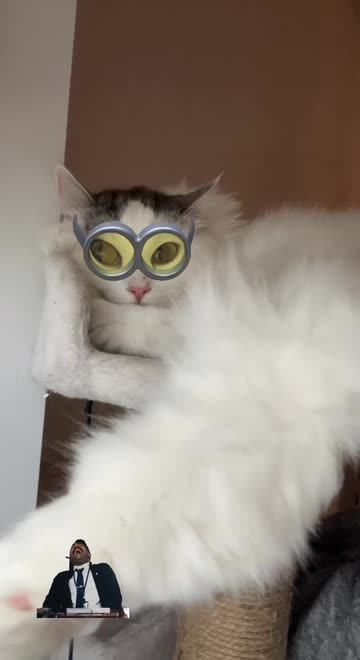 Preview for a Spotlight video that uses the Minion Glasses Lens