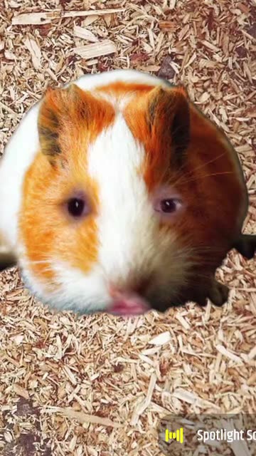 Preview for a Spotlight video that uses the Guinea Pig Face Lens
