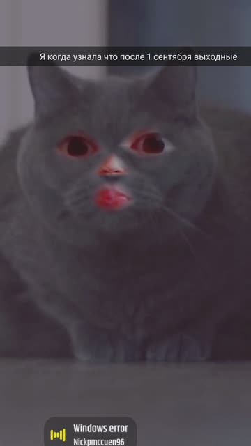 Preview for a Spotlight video that uses the Funny Сat Lens