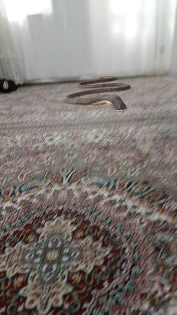 Preview for a Spotlight video that uses the Snake Lens