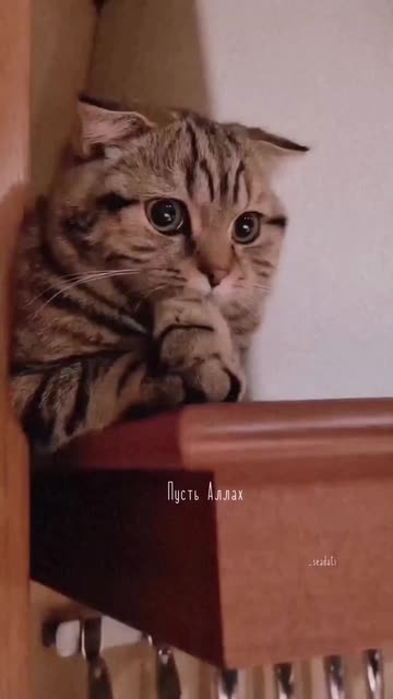 Scottish Fold Munchkin GIF