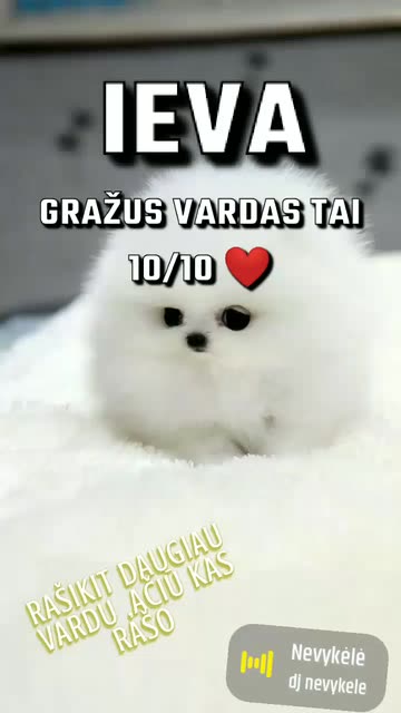 Preview for a Spotlight video that uses the White Puppy Lens