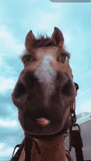 Preview for a Spotlight video that uses the zoom in horse Lens